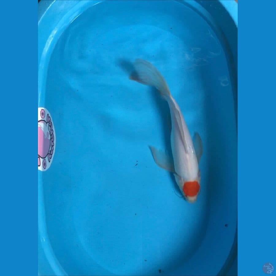 40.5 cm tancho slayer