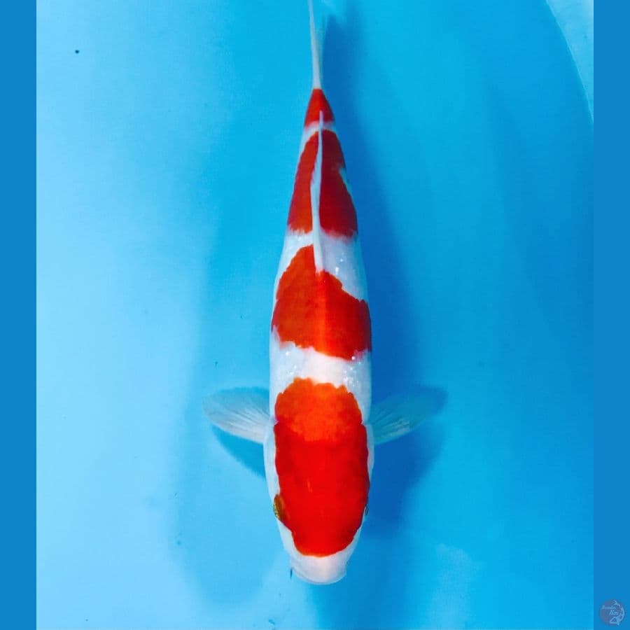 kohaku, 28 cm