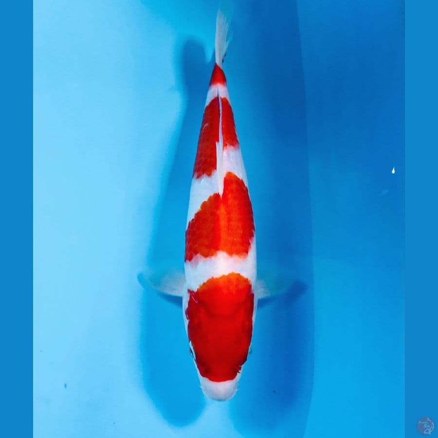kohaku, 28 cm