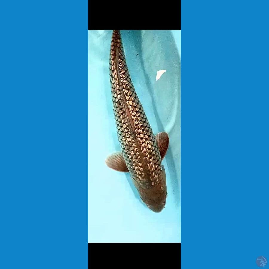 BLACK SORAGOI GINRIN 38 CM MALE