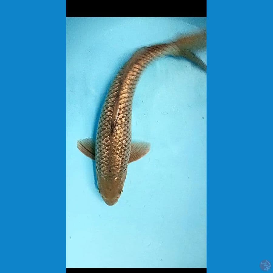 SORAGIN 41 CM MALE