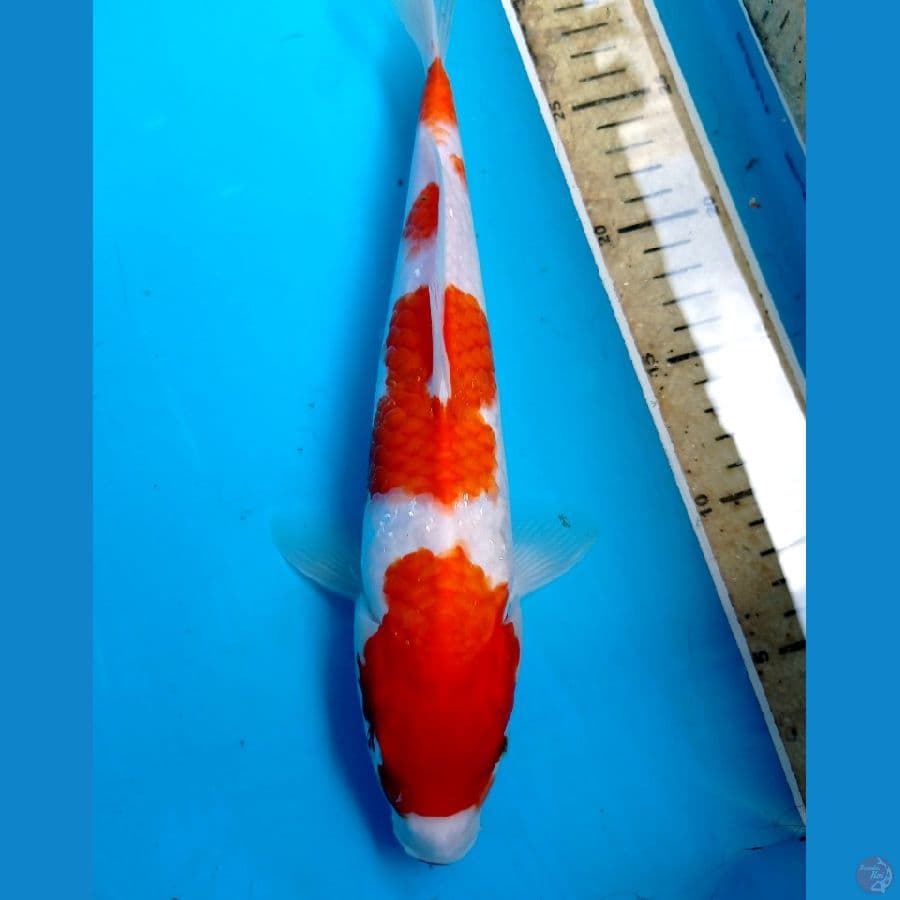 kohaku 29 cm