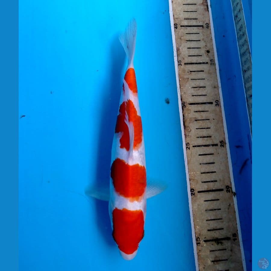 kohaku 24 cm