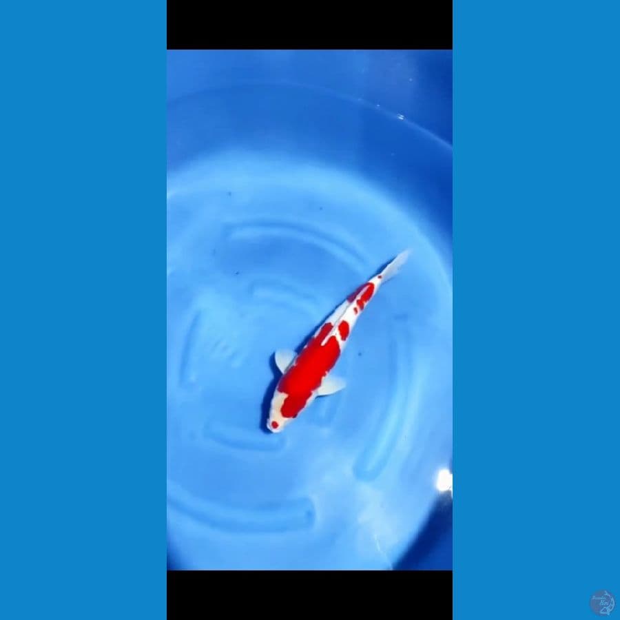 kucibeni red strong