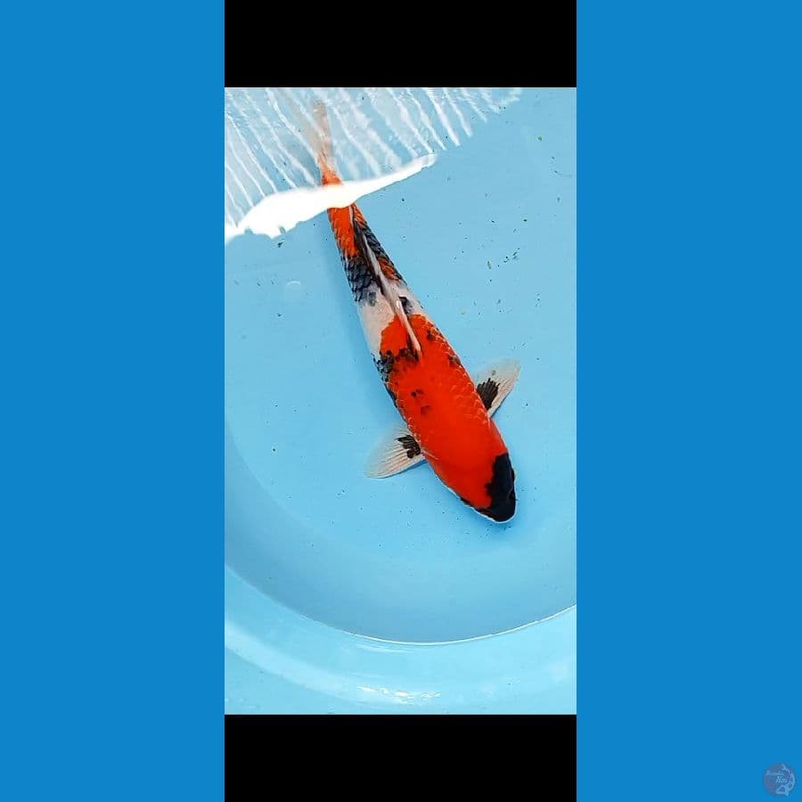 SHOWA MOTOGORO 37 CM MALE