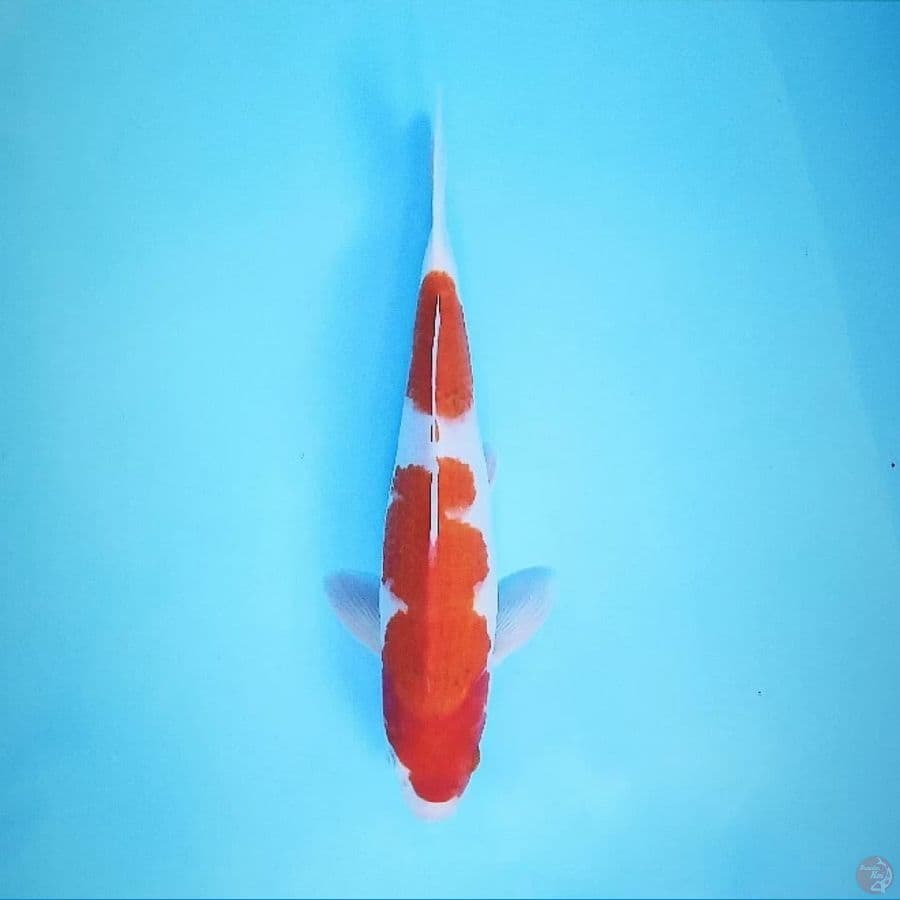 Kohaku 31 cm