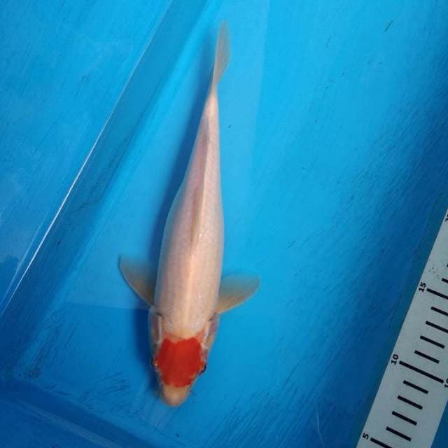 Tancho kohaku