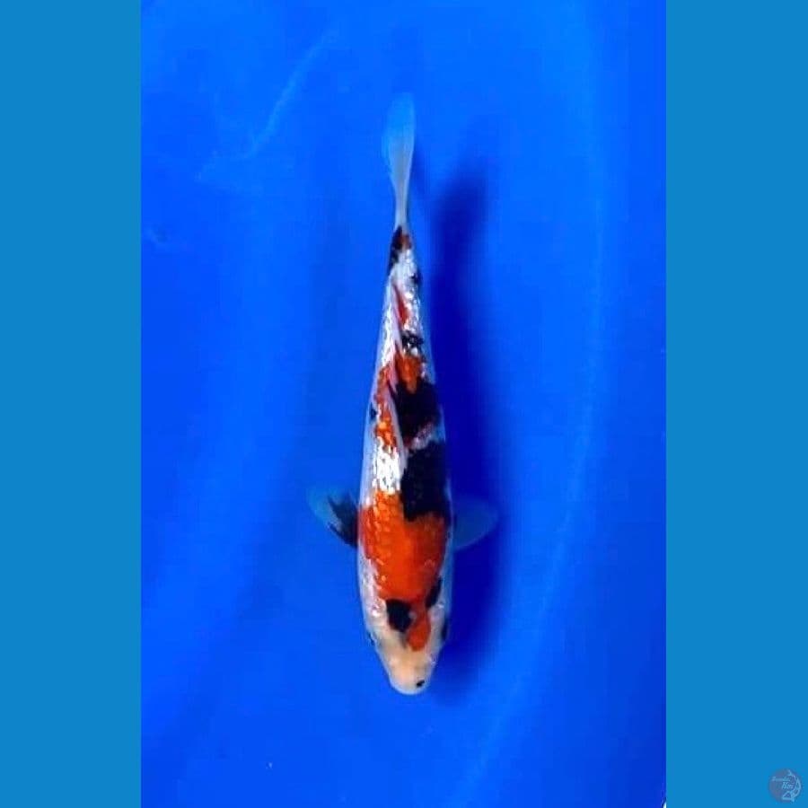 SQ Showa ginrin 28cm