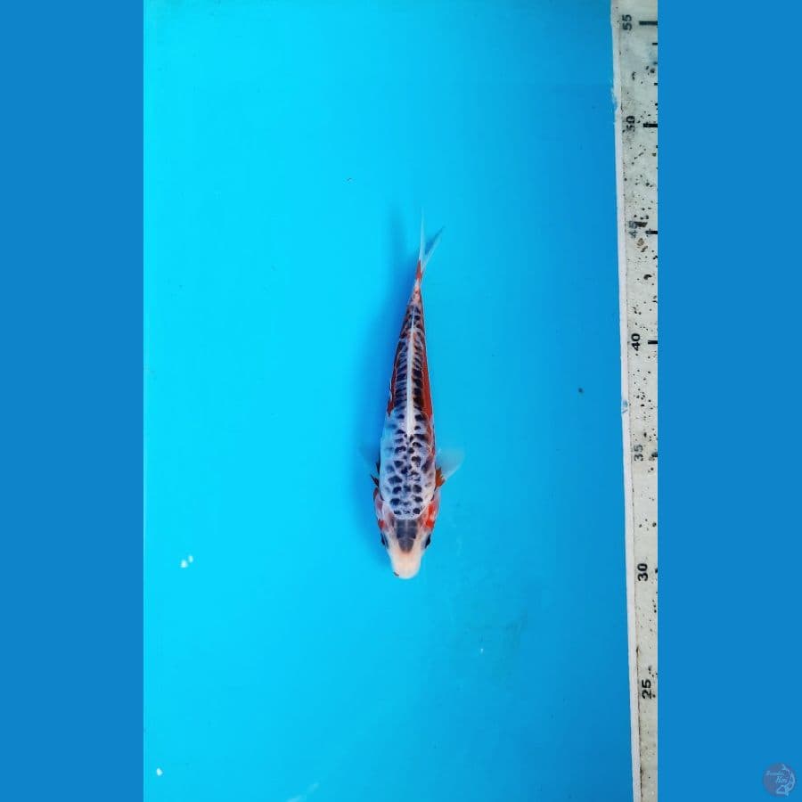 Shusui ring naga 15cm