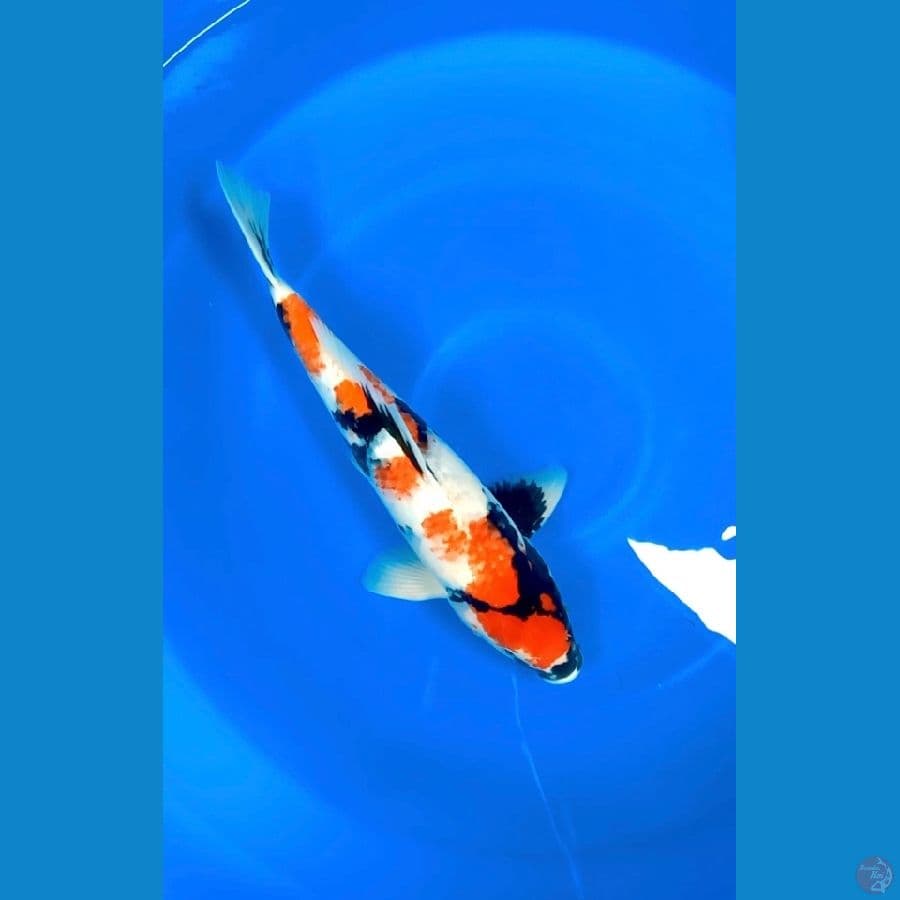 Showa Male 44cm