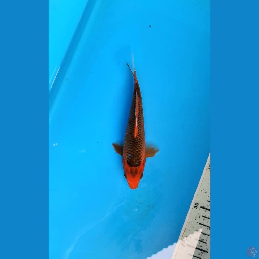 hi asagi 16cm