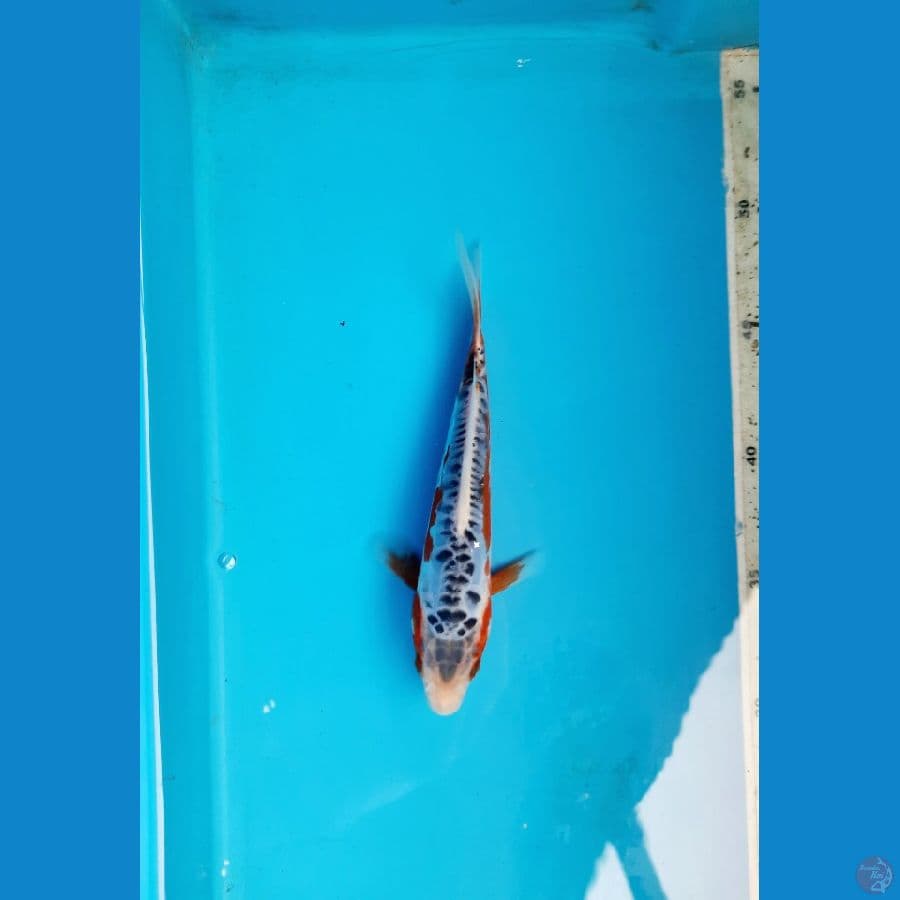 shusui 18cm