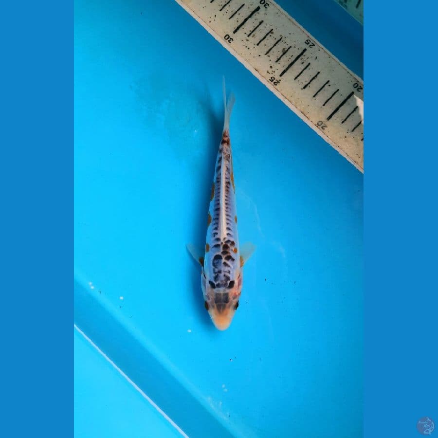 CB shusui 18cm