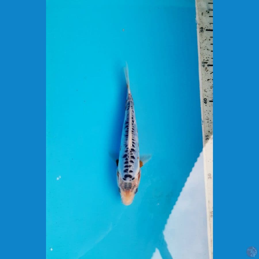 shusui 17cm