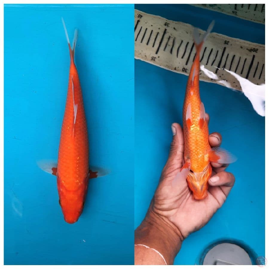 aka hajiro 23cm