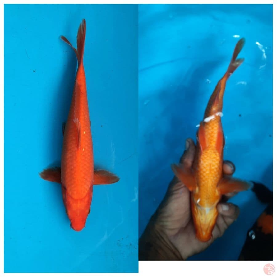 benigoi 25cm