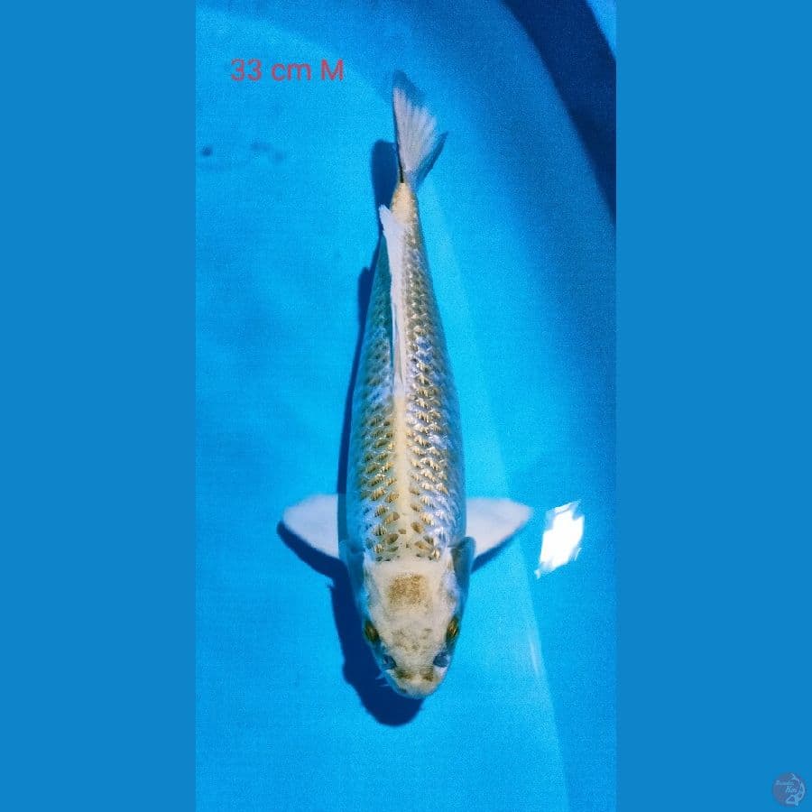 Hikarimoyomono 33cm