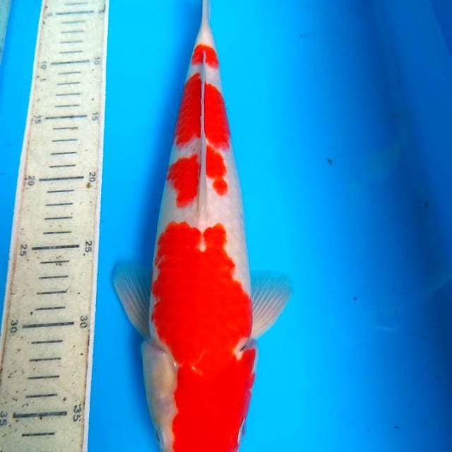 Kohaku 36cm
