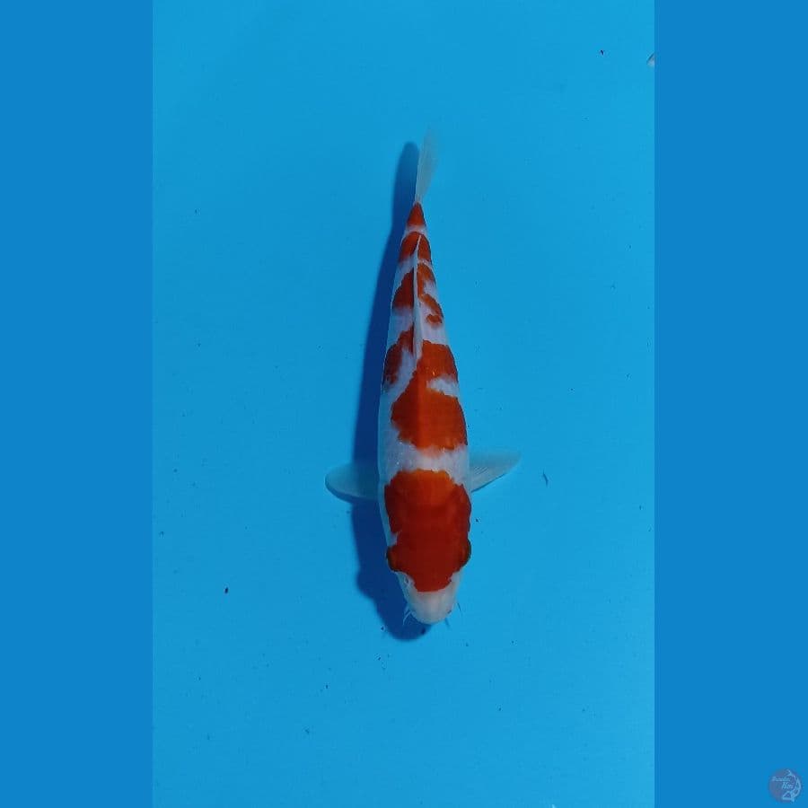 kohaku 26cm
