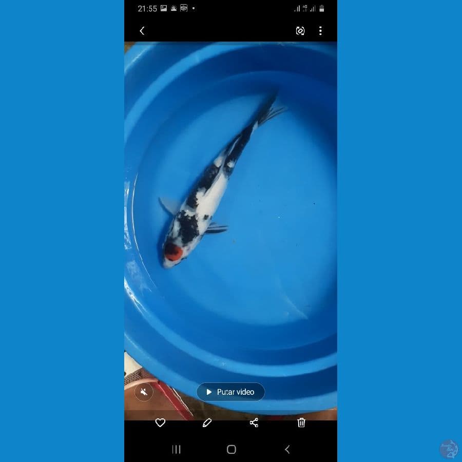 tc showa 33cm male