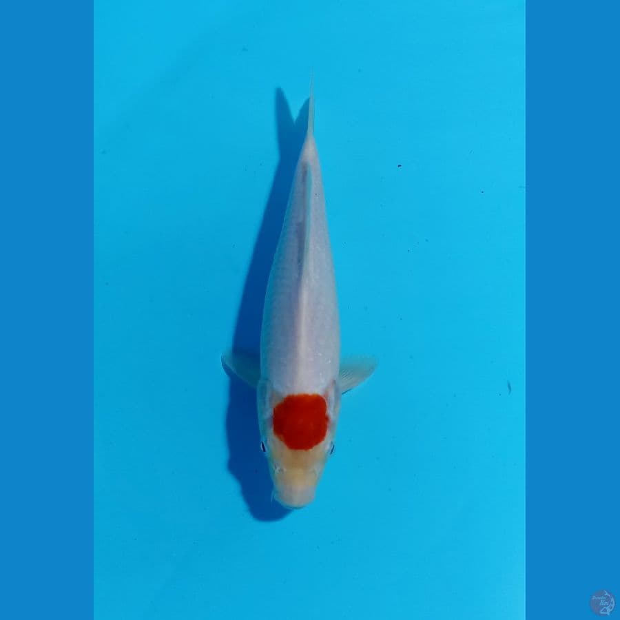 tancho 23cm