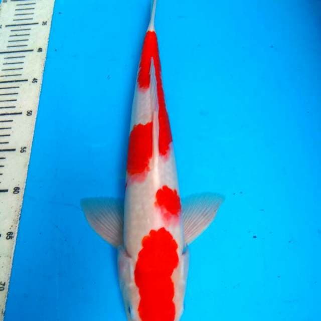 Kohaku 44cm