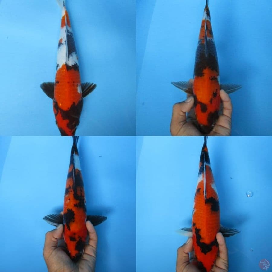 MKC KOI GRUB