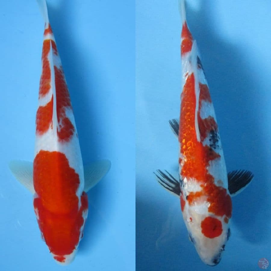 MKC KOI GRUB