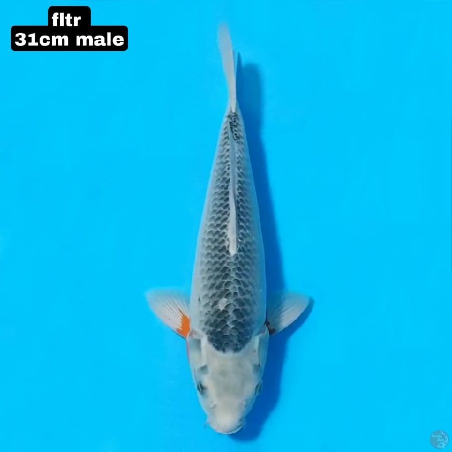 asagi 31cm male