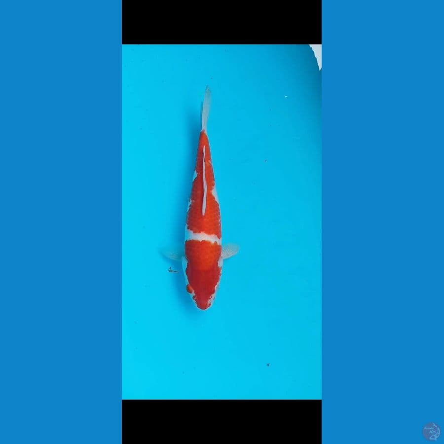 kohaku 32cm