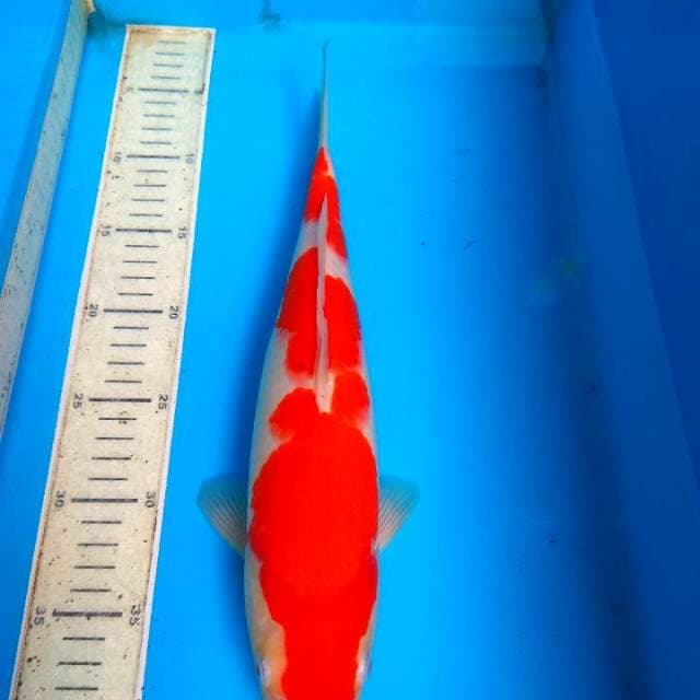 Kohaku 35cm