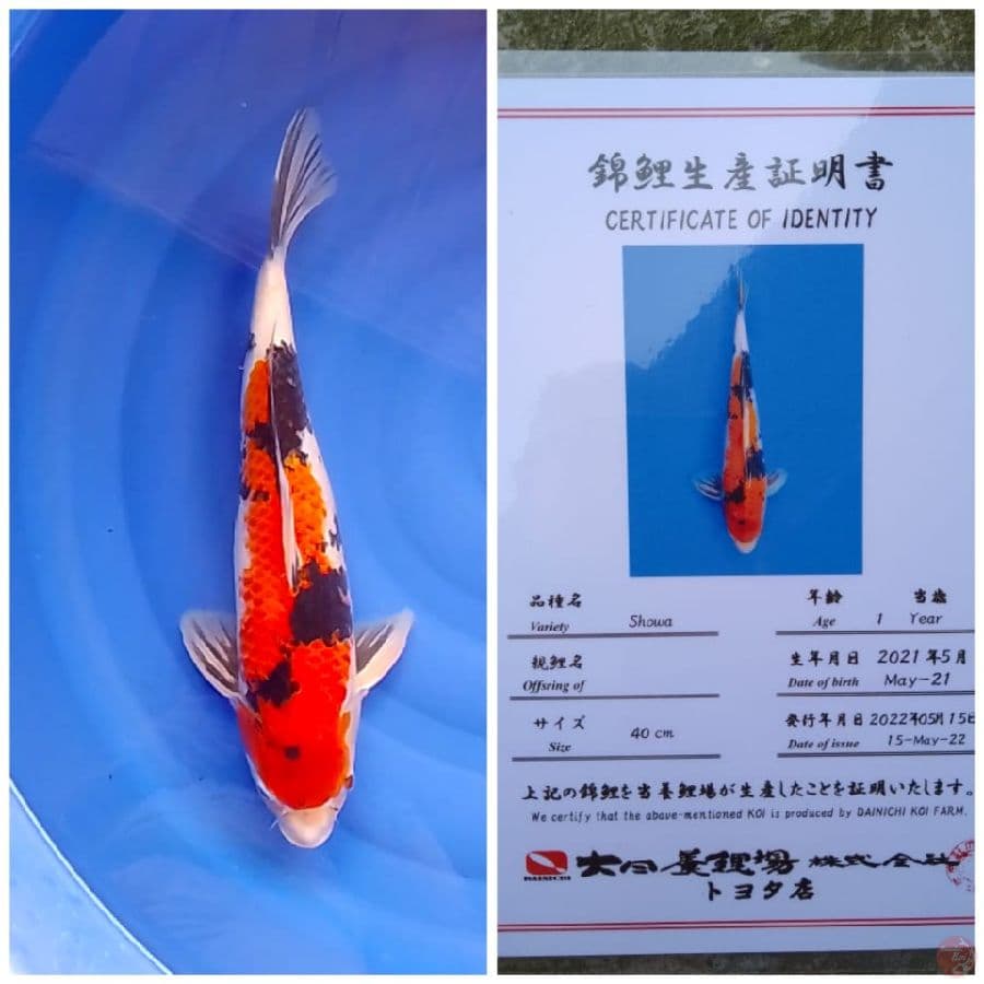 Showa Dainichi Certy Lengkap