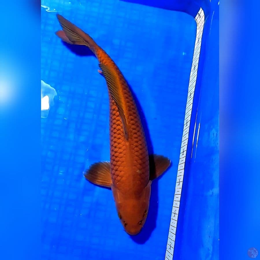 CHAGOI TEMBAGA 39cm