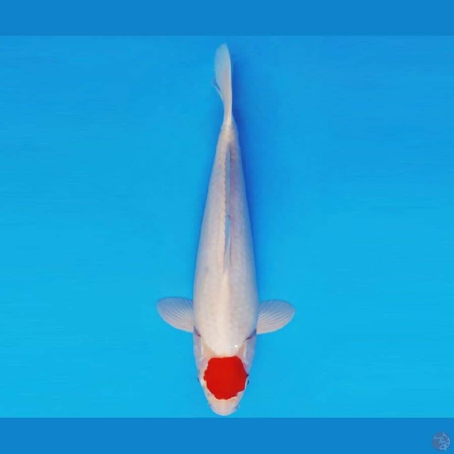 SONATA 9 ~ ORIGINAL TANCHO 32 cm/male ™