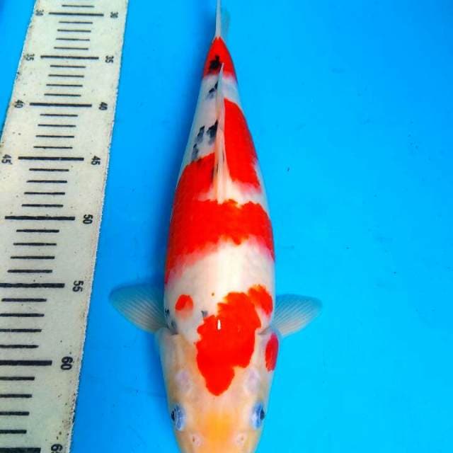 Sanke 38cm