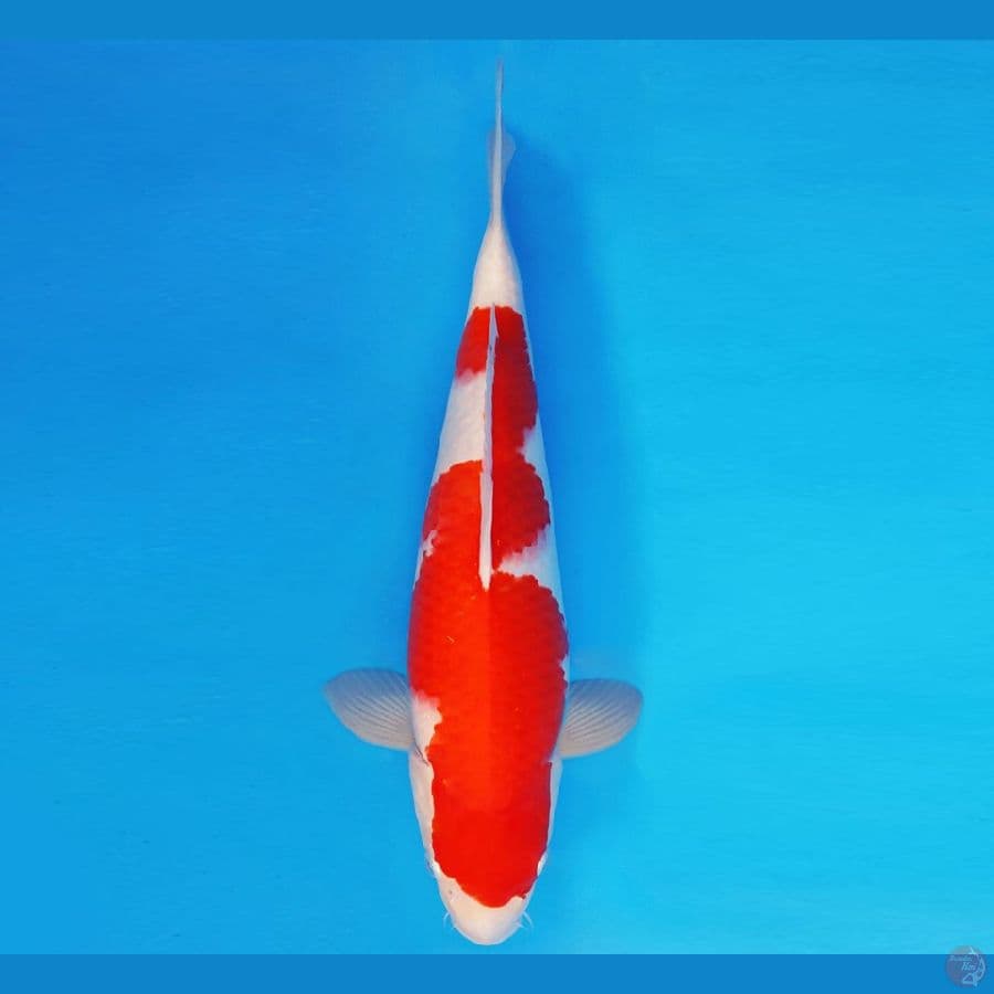 SONATA 13 ~ KOHAKU 38 cm/fm ™