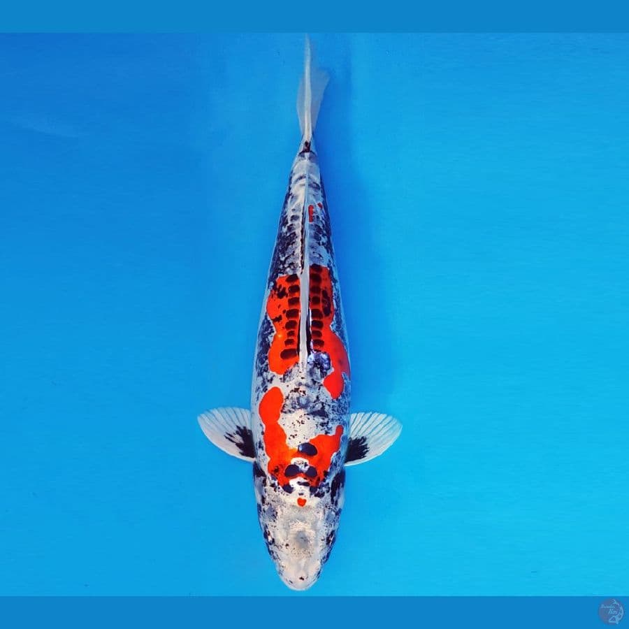 SONATA 14 ~ BENI KIKOKURYU 35 cm/fm ™