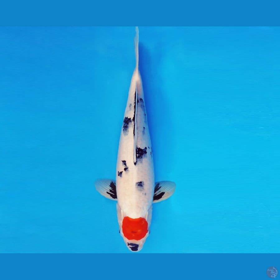 SONATA 16 ~ TANCHO SANKE EVOLUTION 38 cm/fm ™