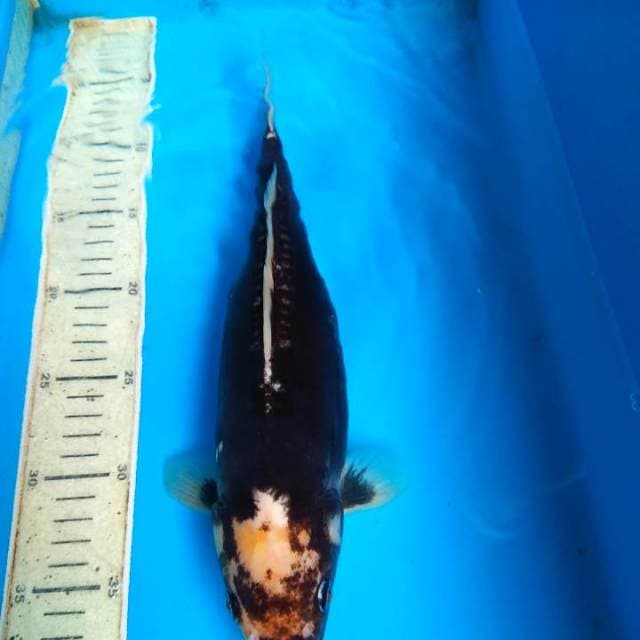 Kumonriyu 33cm