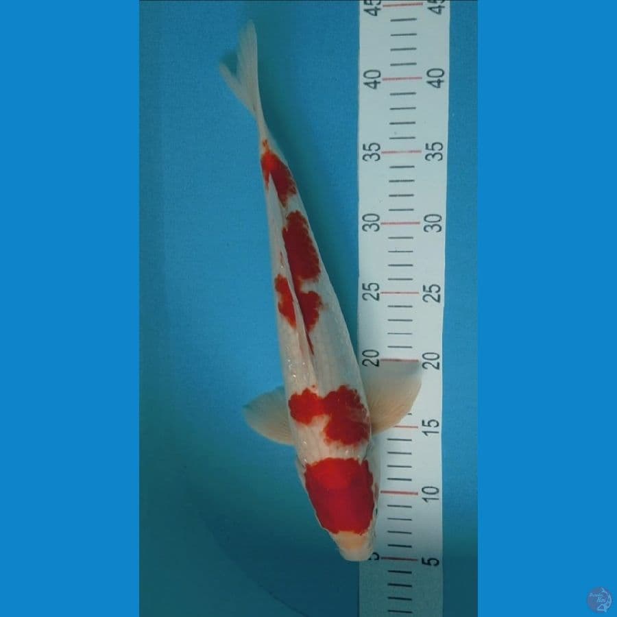 f1 37cm jumbo