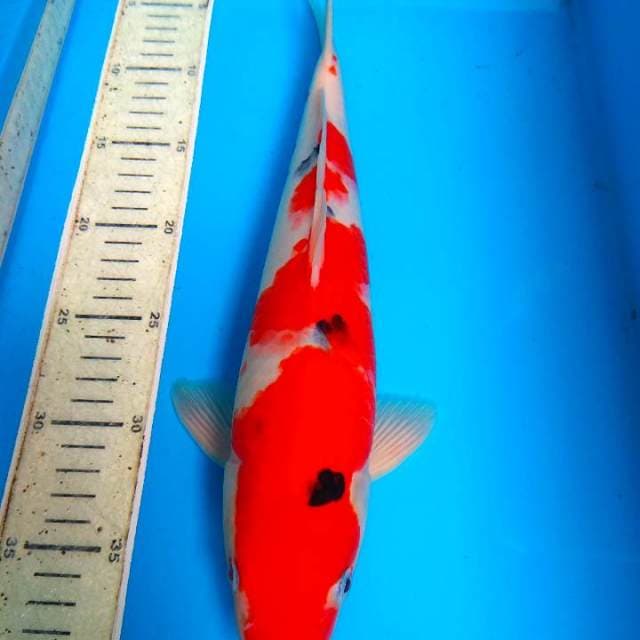Sanke 35cm