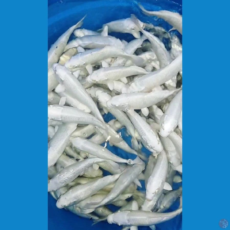 mix 60 ekor platinum