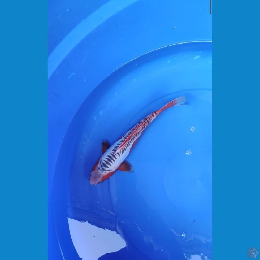 shusui 29 cm