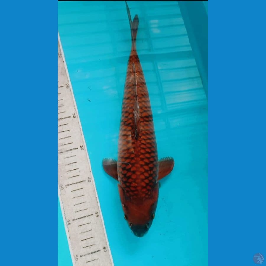 chagoi