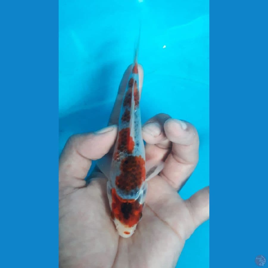 goshiki 15 cm