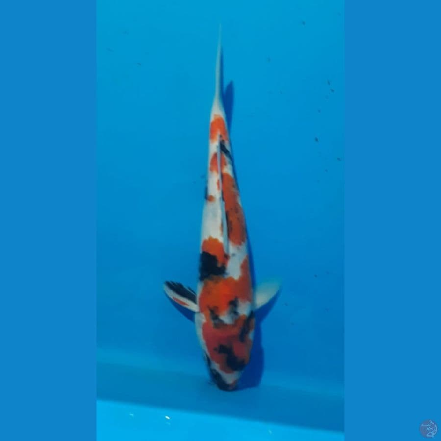 showa bahan 23 cm