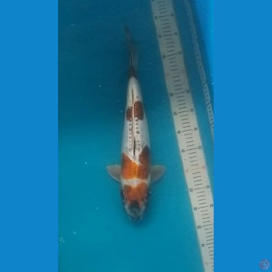 50BU Kogane Ochiba Doitsu Jumbo (F)