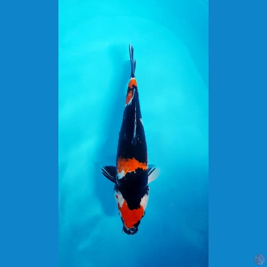 showa female 36cm