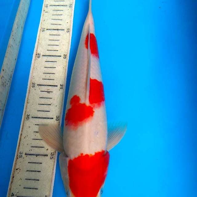 Kohaku 35cm