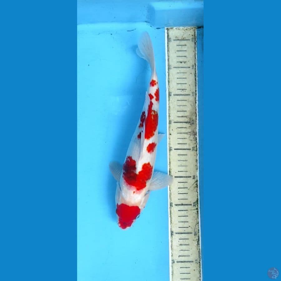 showa koromo 34cm male